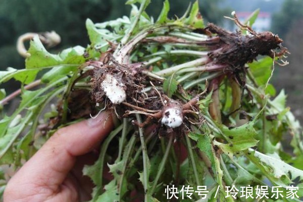 蒲公英属|坚持用蒲公英泡水喝,除了预防骨质疏松,还有三大好处等着你!