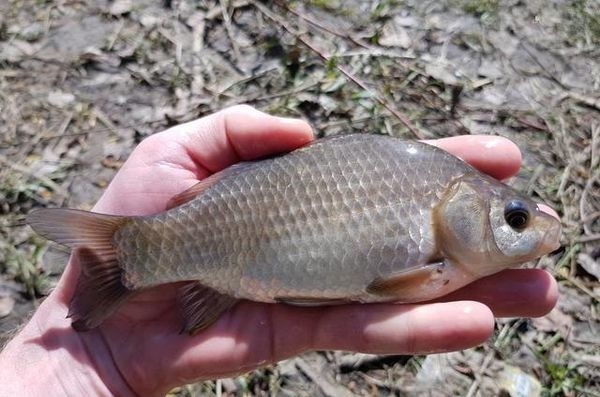水库钓鱼被小鱼闹窝,钓友一怒之下用麦穗鱼钓鲫鱼,谁知竟连杆了