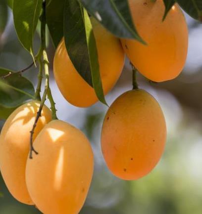 冬病夏治|女人常吃一宝,不感冒了,腰不酸了,远离妇科炎症,子宫越来越好