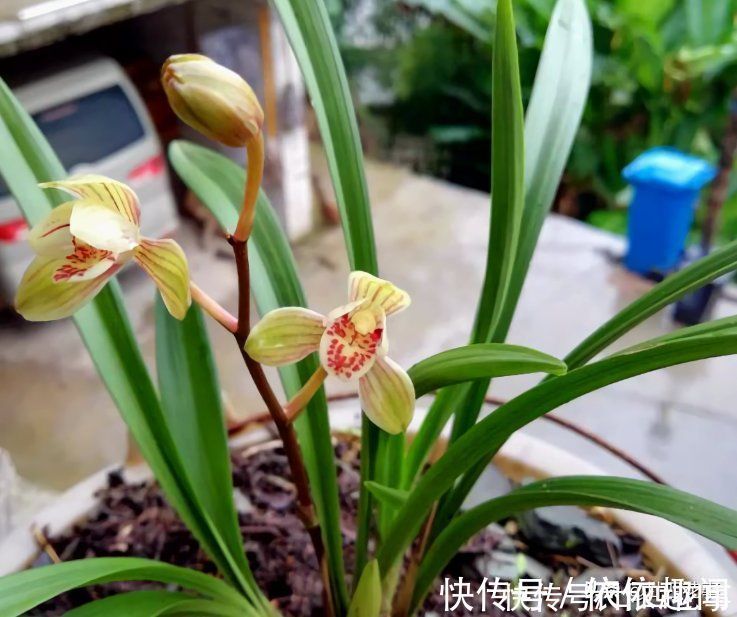 兰花|兰花施肥，掌握1句“口诀”，新芽“蹭蹭”冒，花朵“呼呼”开