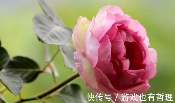 花朵|30个浓香月季品种，你喜欢哪一种养一棵满院飘香！