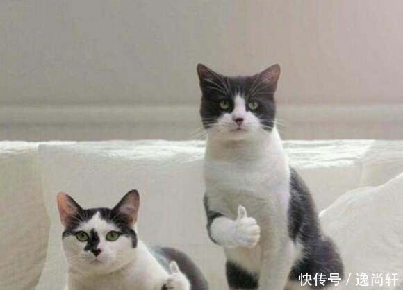 开心笑话:恐龙让梨