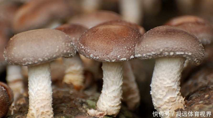 猪肝|痛风“最怕”3种食材,冬瓜仅排第二,第1名很多人不知道