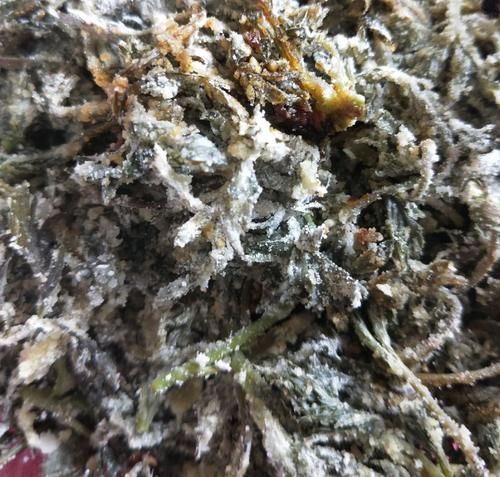 这菜是“护肝高手”，现在正当吃，营养极高，家人常吃肝脏健康