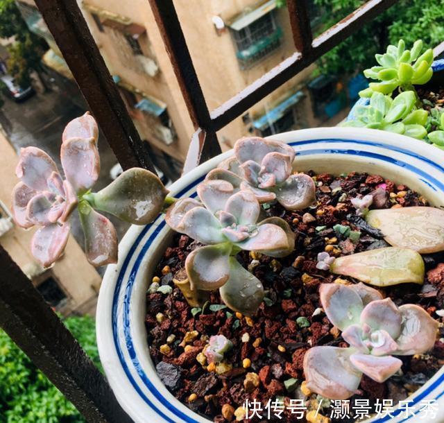 休眠|6种花淋雨就会“烂”,下雨最好放屋里,别忽视