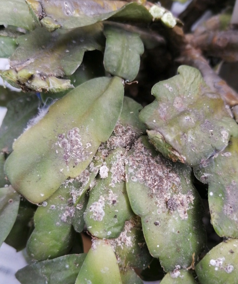 病虫害|夏天养蟹爪兰，“3点”做不好，黄叶、耷拉、介壳虫，活不到秋天