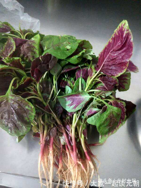 抗衰老|女性常吃4种天然食物,消炎杀菌、告别妇科病、保护子宫、抗衰老