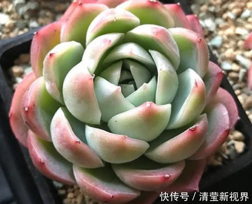 小清新|多肉昂斯诺怎么养教你3个小妙招,养出果冻色小清新的昂斯诺