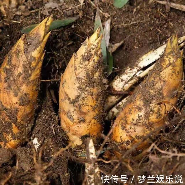 冬补|冬补三九,建议老年人多吃6种蔬菜,钾含量高,有助于增强体质