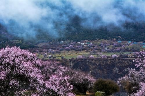 西藏“小江南”迎来桃花季，这3个地方壮观绚丽，赏冰川峡谷中桃花