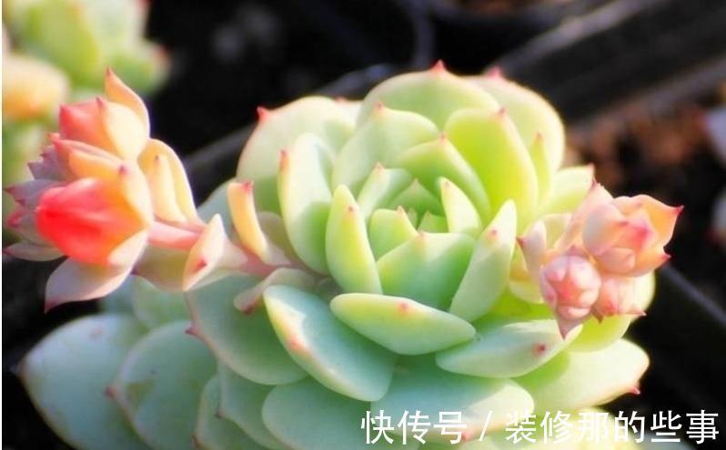 多肉植物|多肉静夜被誉为拟石莲花属超级母本,衍生的后代个个高颜值
