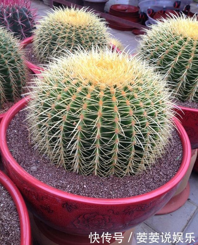 金琥|养仙人球,有“1点”别忽略,不烂根长得胖,长到脸盆大,还开花