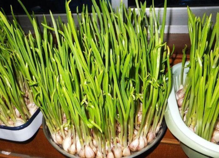 发芽|发芽大蒜到底能不能吃,对我们身体有没有危害 看完总算明白了