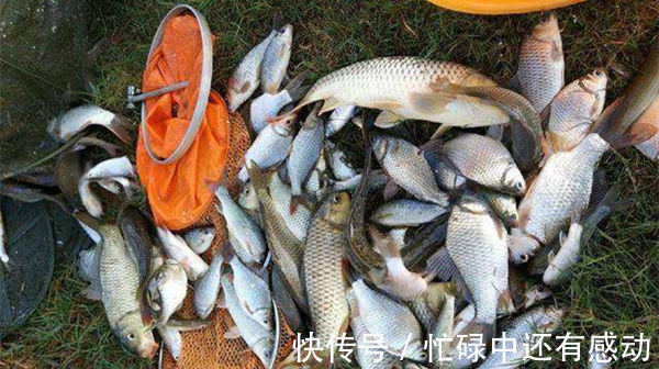 野钓|五款自制饵料配方，鲫鱼疯狂着迷，杂鱼不沾，盛夏野钓大板鲫必备