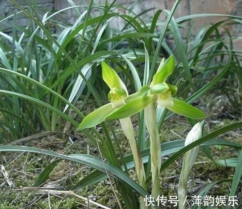 兰花|山里的极品,过去满山遍野都是,如今一株难寻,价格涨到每株2百