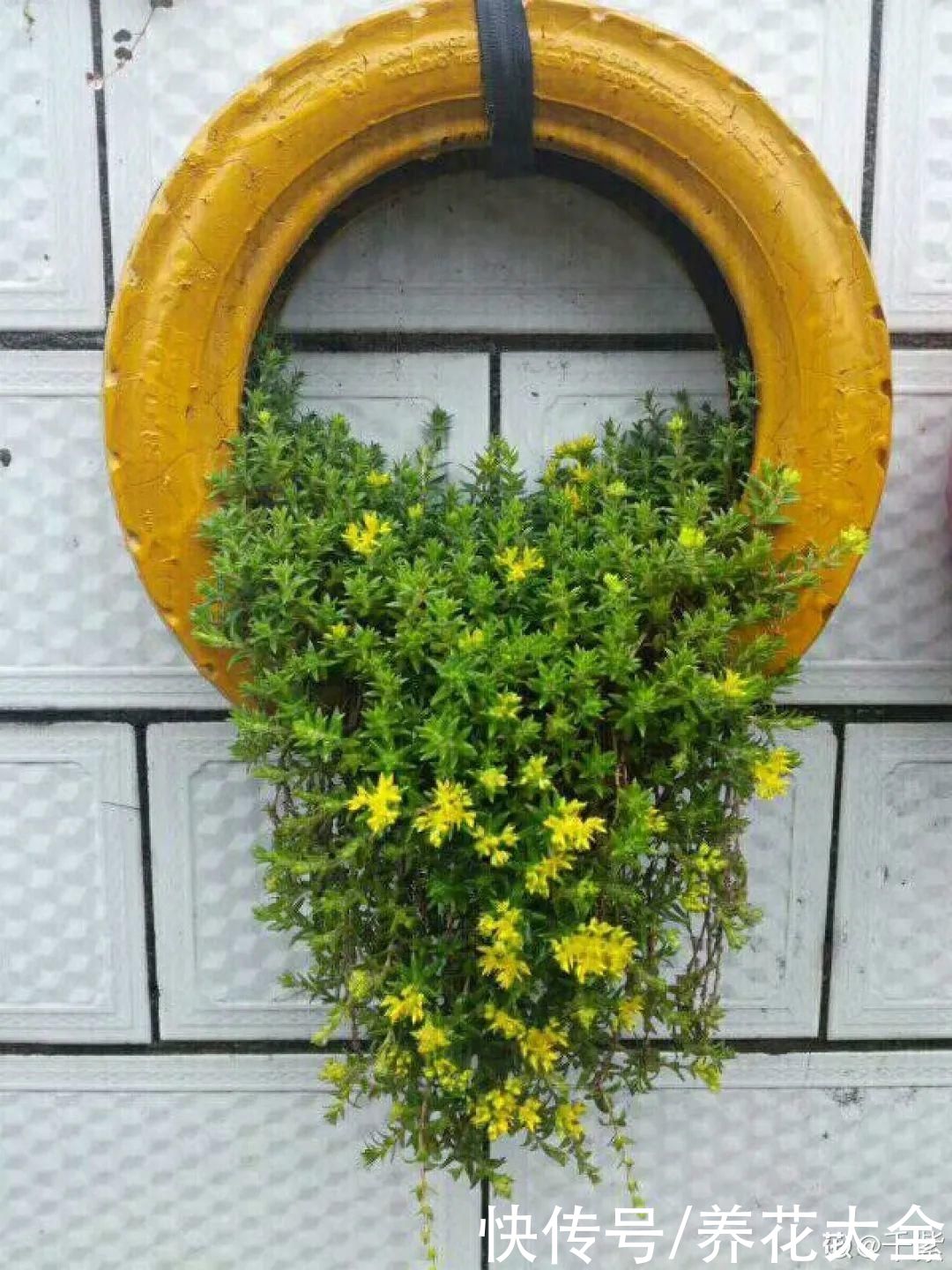 老干|旧筷子、老干妈瓶别扔,拿来养花效果好,省下一笔养花钱