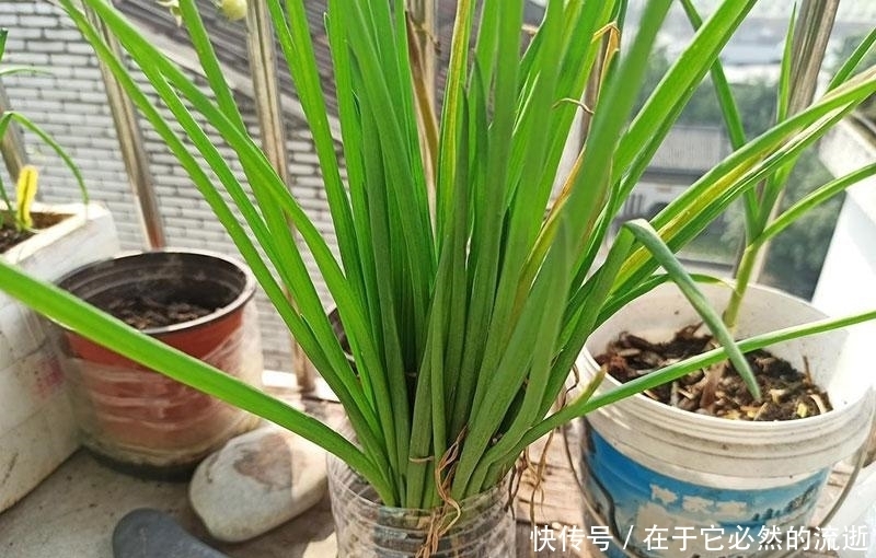 春天买葱时,注意区分“小葱”和“香葱”,差别很大,买错味道差