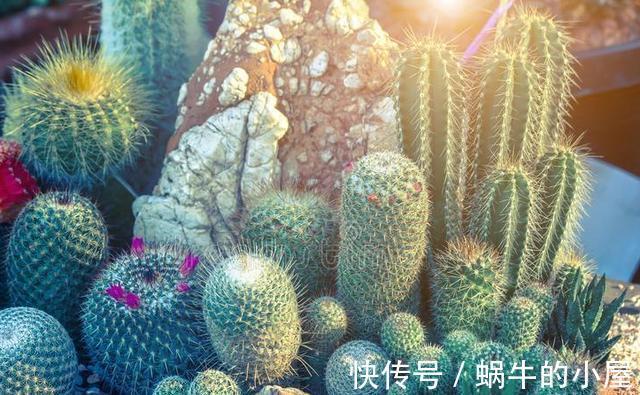 山地玫瑰|夏季的多肉不好看?来看看这3款,绚丽多姿,越看越好看