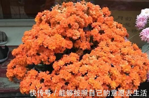 花蕾|长寿花“开花少”，一粒“小药片”丢下去，1盆长出60个花苞