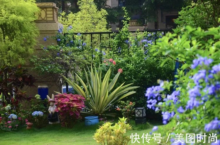 三角梅|120㎡别墅花园改造,经过三年的努力,小院从荒地到花开满园