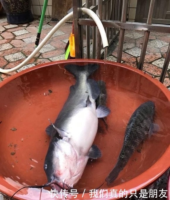 鲶鱼|野湖钓回一条鱼,放进家里水池,结果池子里的鱼全死了!