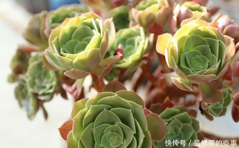 重视健康的人，从不在封闭阳台养“喷香”花，看起来很美，害处大