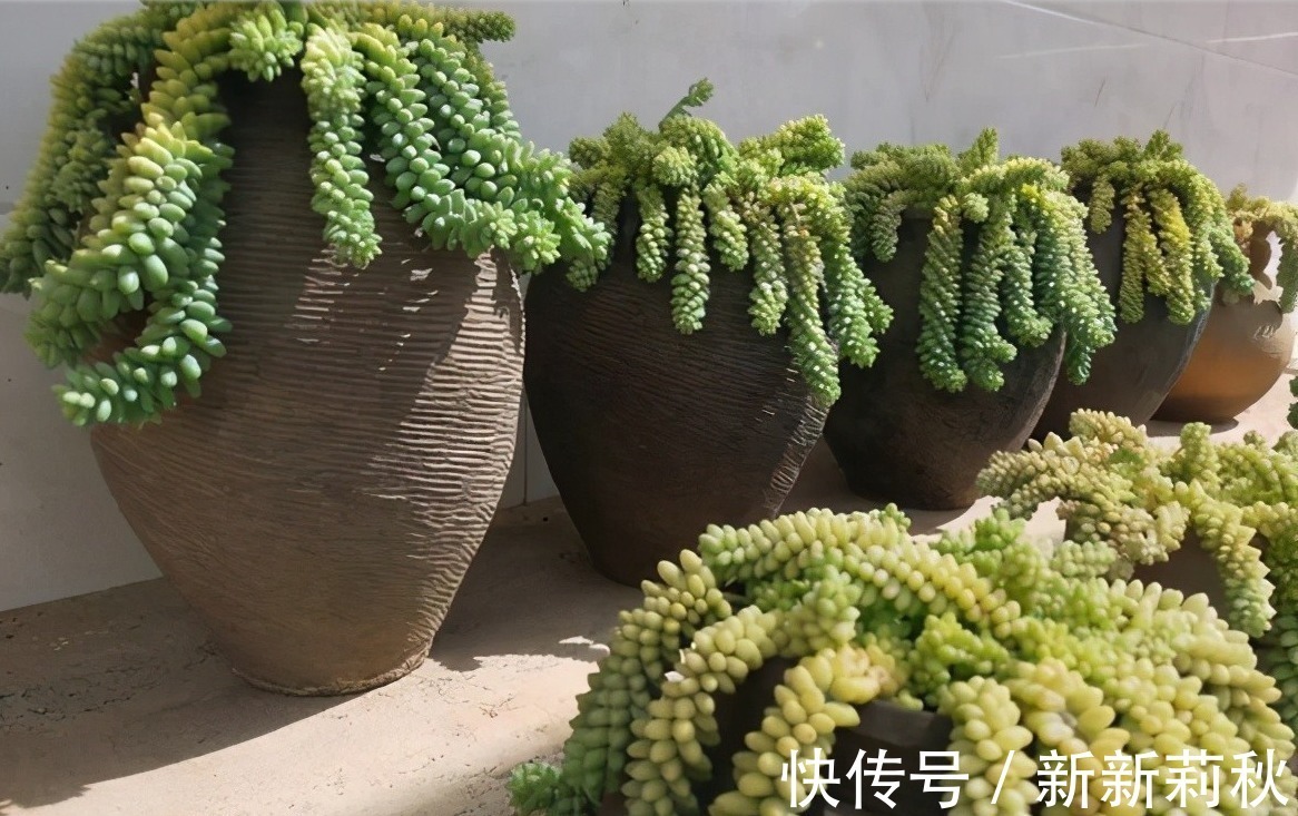 坛子|十多年前的老坛子,收集起来打孔改造,用来种多肉可不是一般的美
