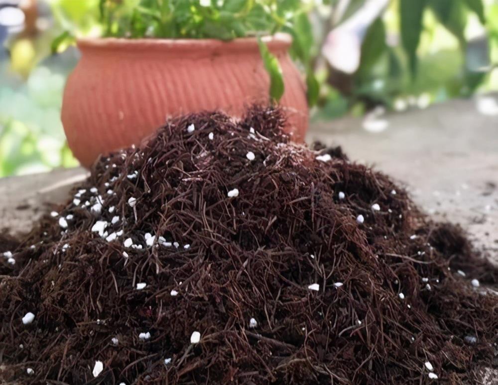 中和园|该怎么将松针应用到养花种草上？