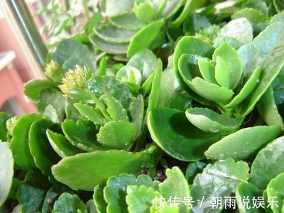 花苞|长寿花能否“早开花”注意3个“小细节”,30天长粗枝、花爆盆