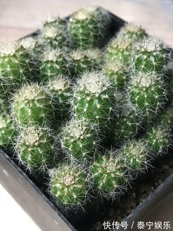 常见的2种花,夏天多“切几刀”,才能呼呼冒“新芽”,翻倍的长