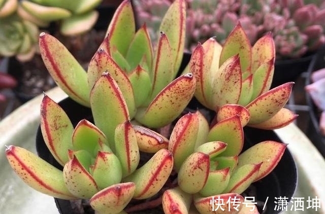 浇水|爱上多肉爱上生活,这7款寓意招财的品种,爱财之人都会养一盆