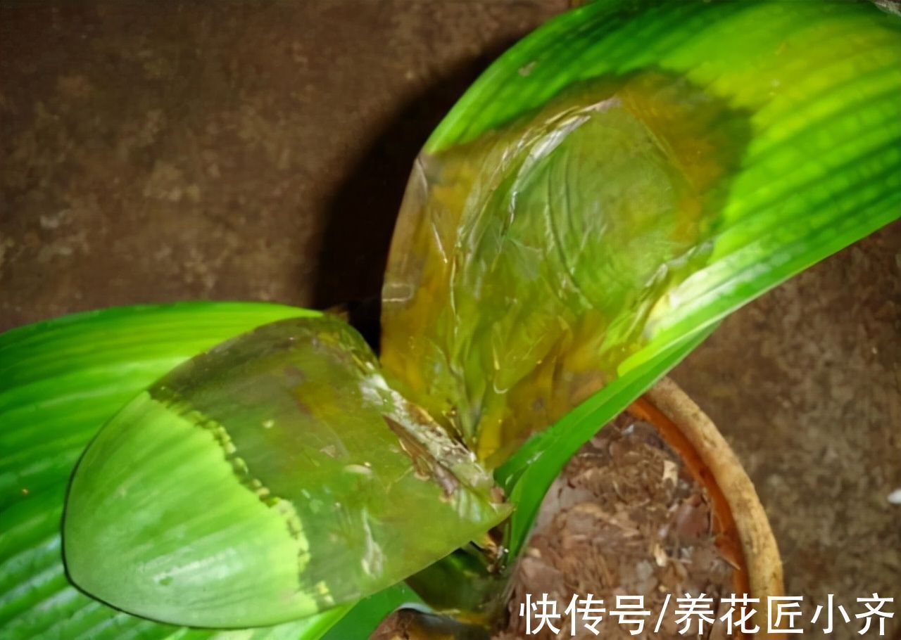 君子兰严重烂叶、烂心,不要着急,用这个方法,就能养成“群兰”