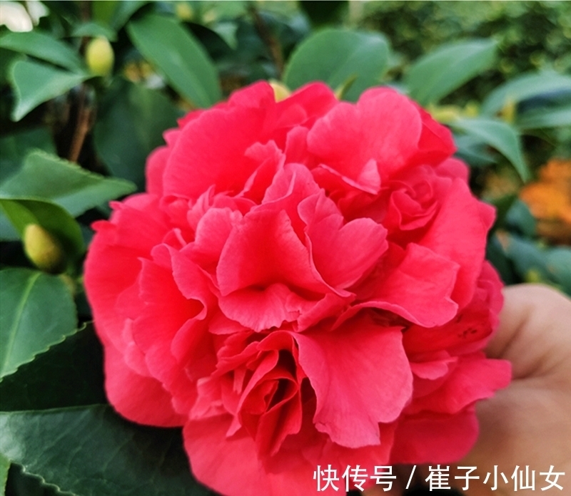 别养月季了,此花花期200多天,花大如“脸盆”,越热生长越快