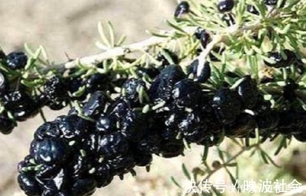 肾脏|农村罕见的野果,滋补肾脏不是一般的好,村民:不吃太亏了