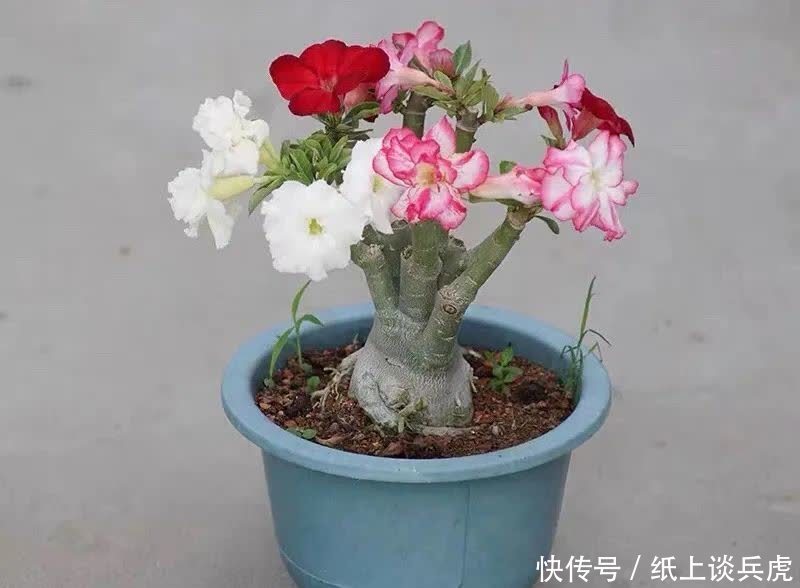 家里养沙漠玫瑰,春天做好“两多一少”,开花多又美