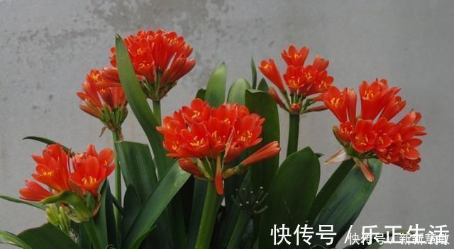 秋季|君子兰夏季“4怕”,避开就能根壮叶绿,秋季“猛”开花