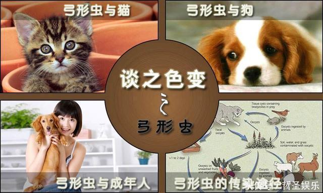 人感染弓形虫会自愈吗 人感染弓形虫会自愈吗