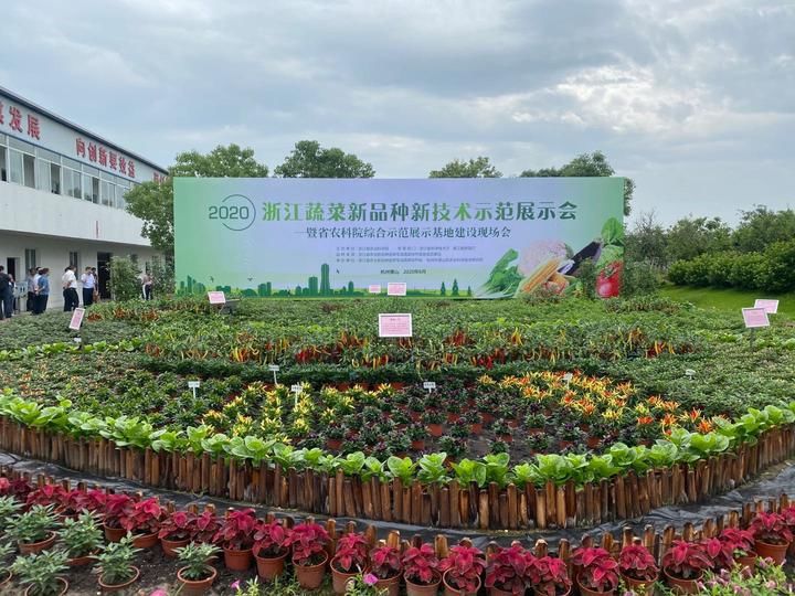 冬瓜没成熟能吃吗