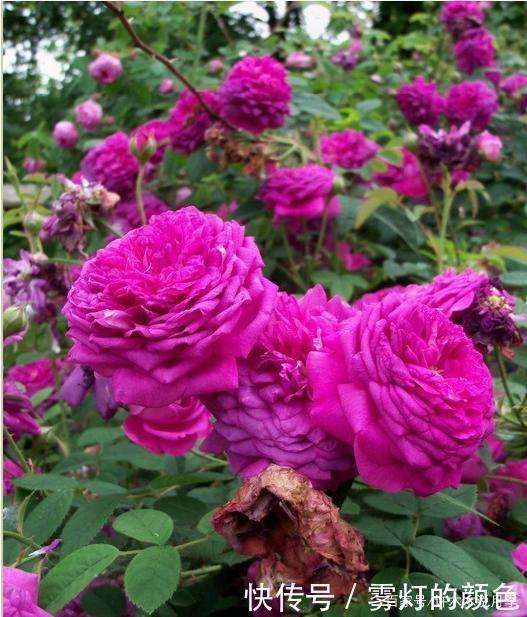 20款古老月季。数百年唯美传承,个个经典又抗病。远胜现代月季