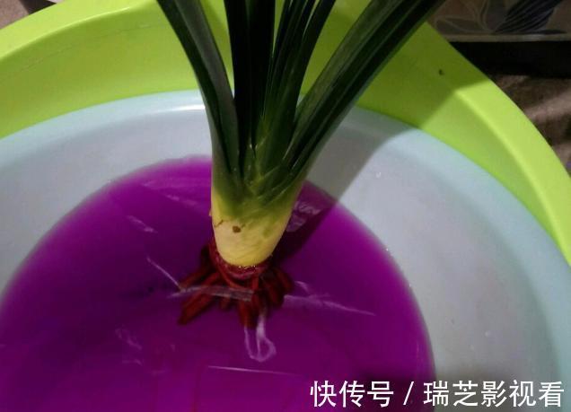 养花缺少生根水怎么办?自己这样制作,安全环保、效果好!