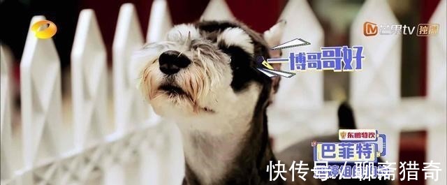 后门|网传王一博的狗偷天换日走后门