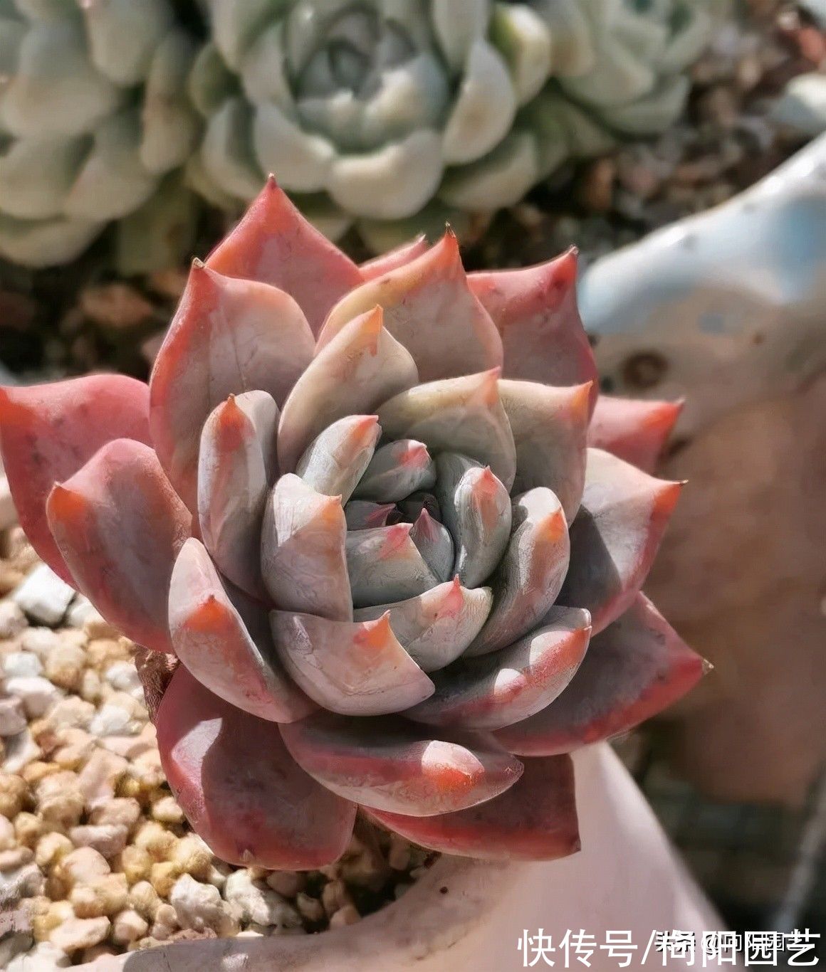 10种多肉最怕水，水多了就“烂根”，养多肉千万不能“手勤”