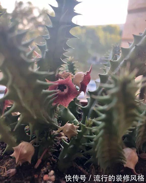 家里养了这花，满屋子都是臭味，家人让我赶紧扔掉
