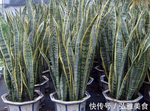 这“2种花”，哪怕再贵也要回家“养1盆”，不仅旺财运，还美丽！