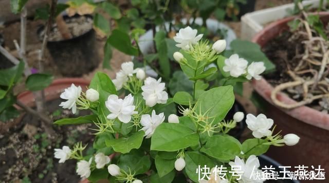 土壤|养茉莉花,做好“2点”,浇水跟上,四季不断长,开花就爆盆