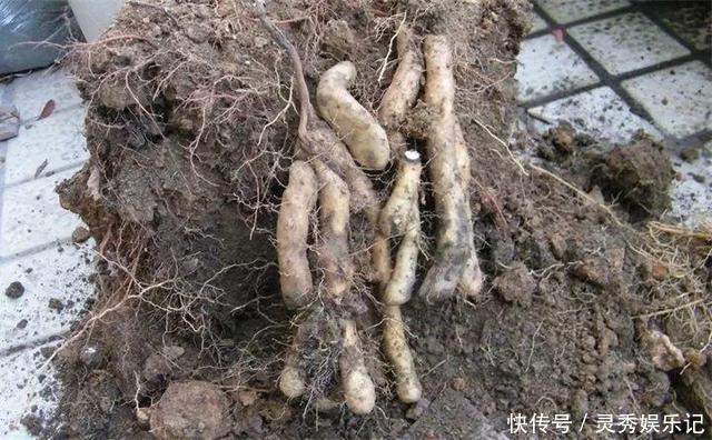 一节山药插水里,疯狂长藤“冒金豆”,赚大了!