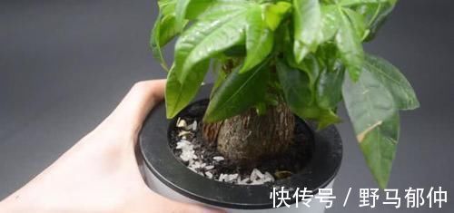 不管多难养的花，浇水时加点它，不黄叶还不烂根，比花肥还好用