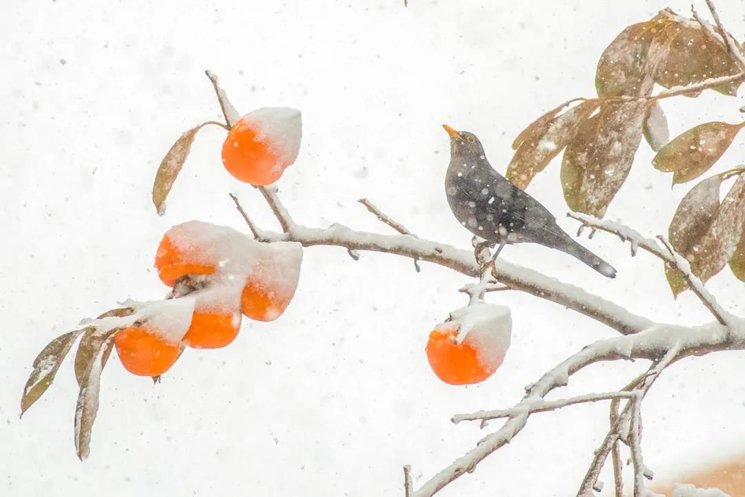 雪景|烟台终于下雪了！（附烟台绝美冰雪图）