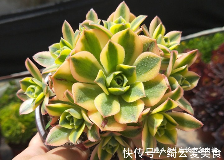 星爆法师|多肉星爆法师一年四季颜值在线,夏天不用操心也能轻松度夏