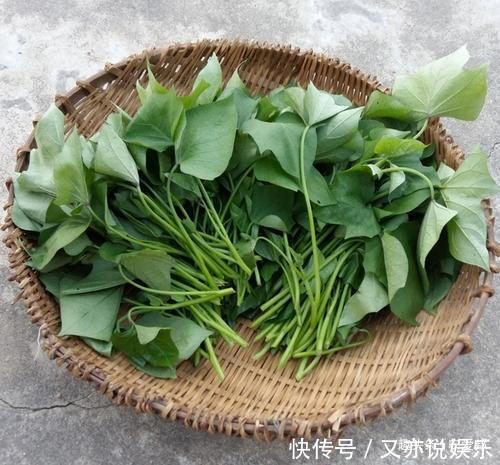 叶菜|小时候这种叶子，基本上用来喂猪，如今越来越受人们喜欢！